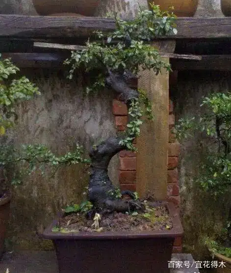 小石积下山桩种植方法