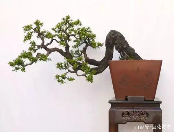 小石积下山桩种植方法