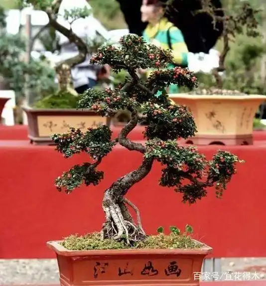 小石积下山桩种植方法