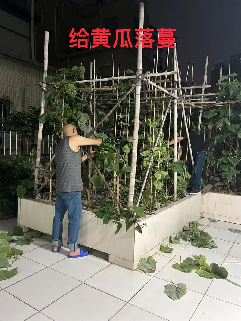 地黄瓜种植技术