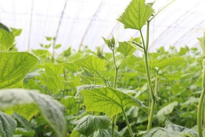 地黄瓜种植技术