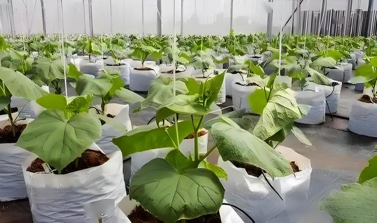 地黄瓜种植技术