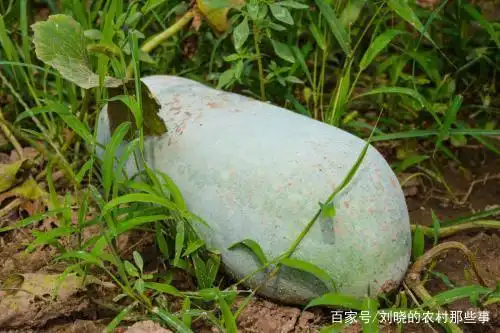 冬瓜种植技术视频