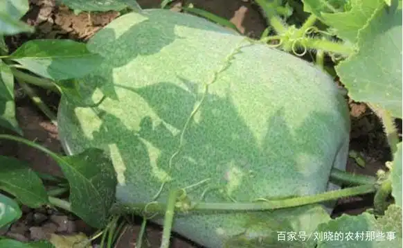 冬瓜种植技术视频