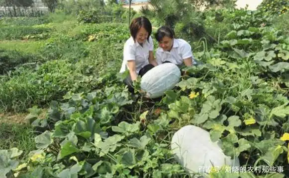 冬瓜种植技术视频
