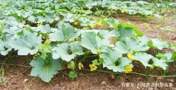 冬瓜种植技术视频