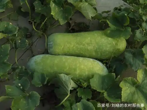 冬瓜种植技术视频