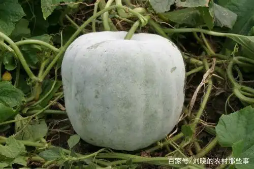冬瓜种植技术视频