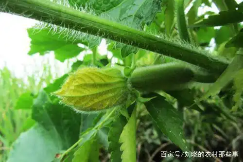 冬瓜种植技术视频