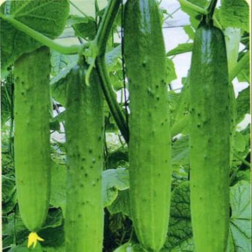 种植高经济价值植物