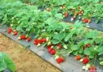 种植高经济价值植物