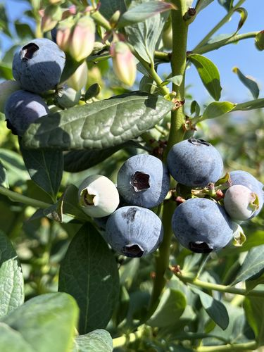 种植高经济价值植物