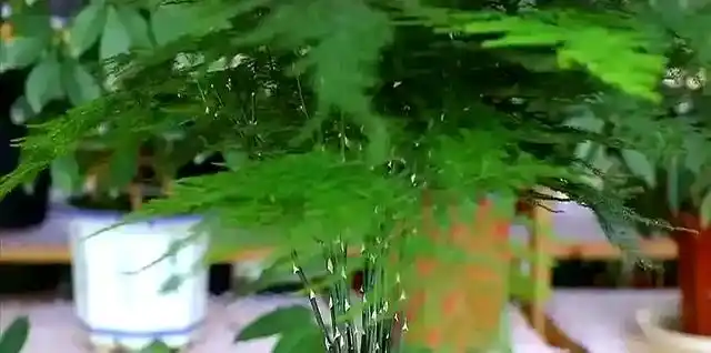 文竹的修剪方法图解视频