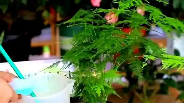 文竹的修剪方法图解视频