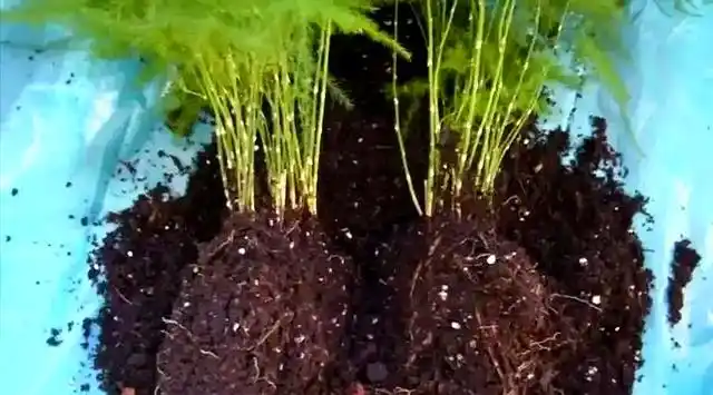 文竹的修剪方法图解视频