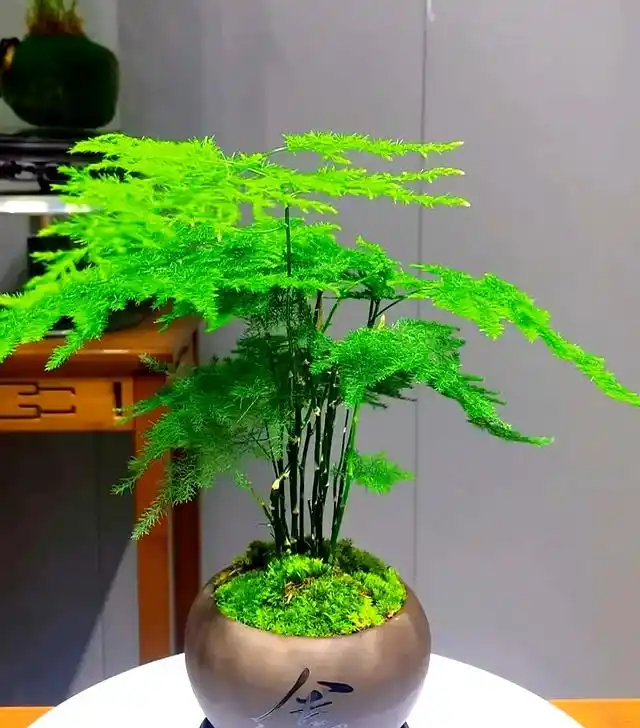 文竹的修剪方法图解视频