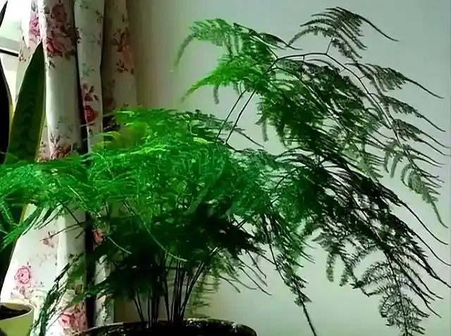 文竹的修剪方法图解视频