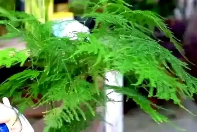 文竹的修剪方法图解视频