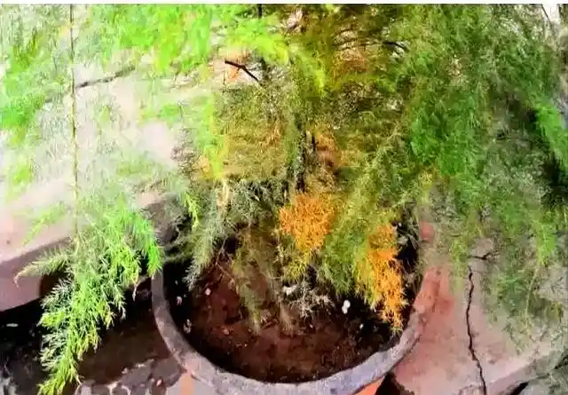 文竹的修剪方法图解视频