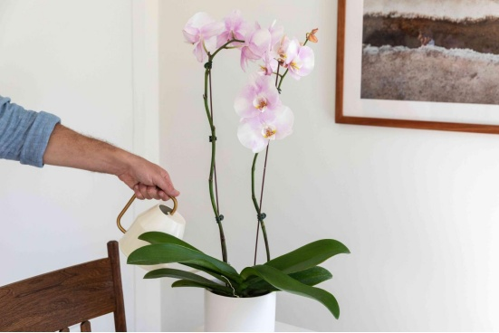 兰花种子种植方法如下