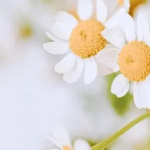 A fruit tree for beijing