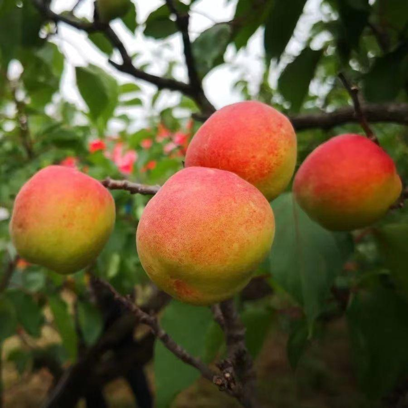 A fruit tree for beijing