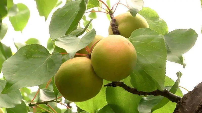 A fruit tree for beijing