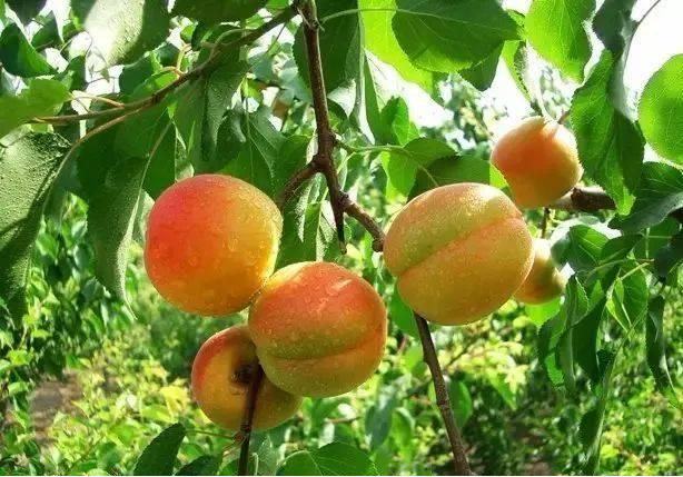 A fruit tree for beijing