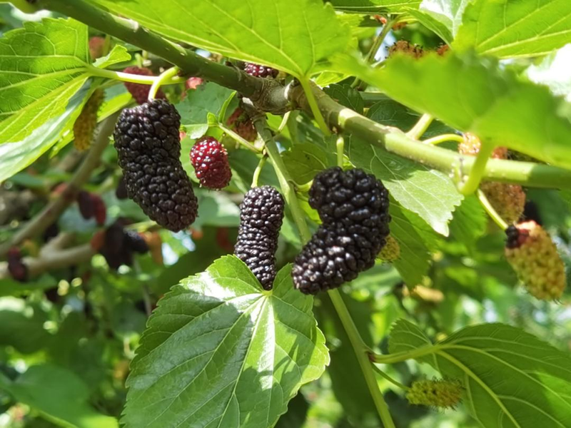 A fruit tree for beijing