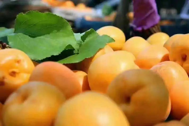 A fruit tree for beijing