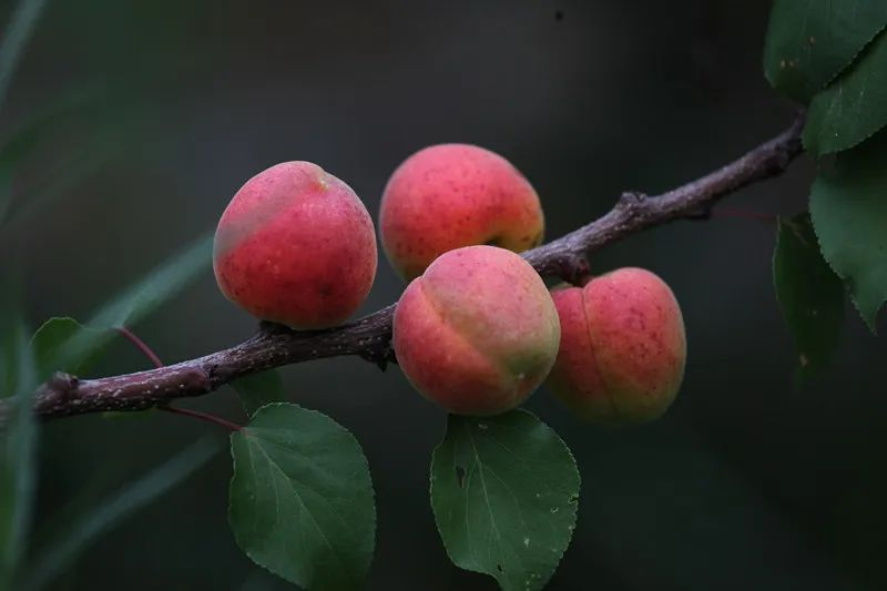 A fruit tree for beijing