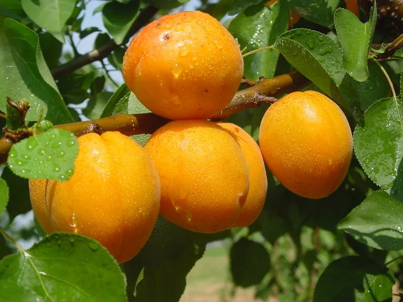 A fruit tree for beijing