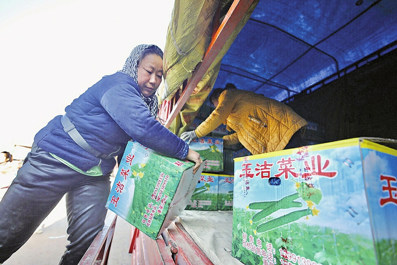 黄瓜露天种植技术