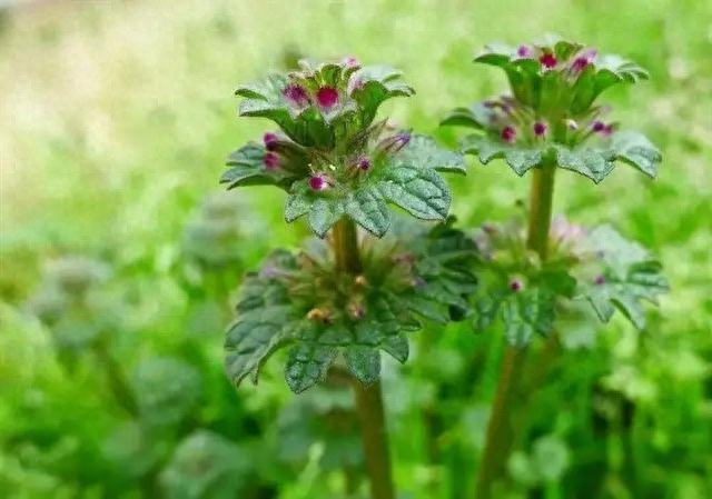 种植高经济价值植物