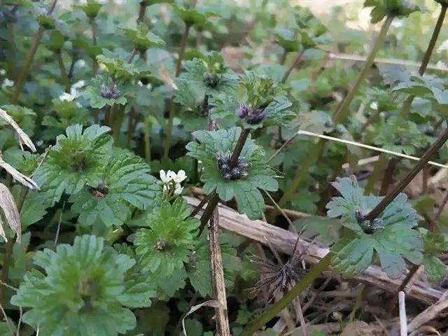 种植高经济价值植物