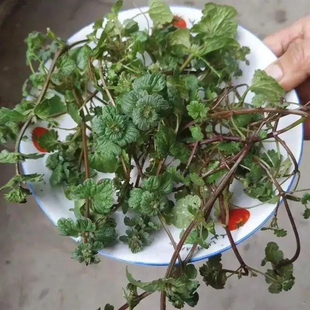 种植高经济价值植物