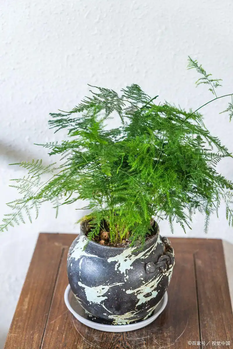 文竹的修剪方法图解视频