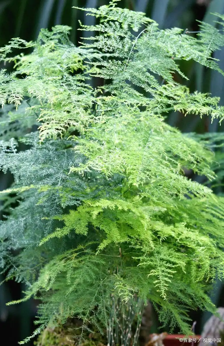 文竹的修剪方法图解视频