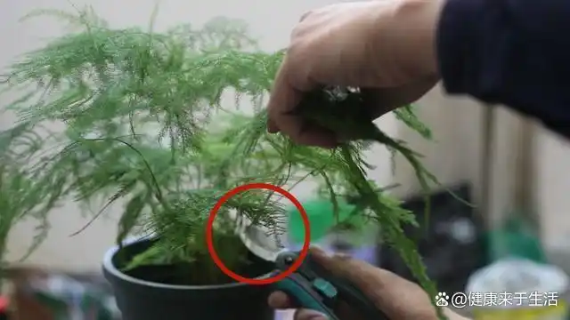 文竹的修剪方法图解视频