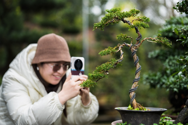种植高经济价值植物