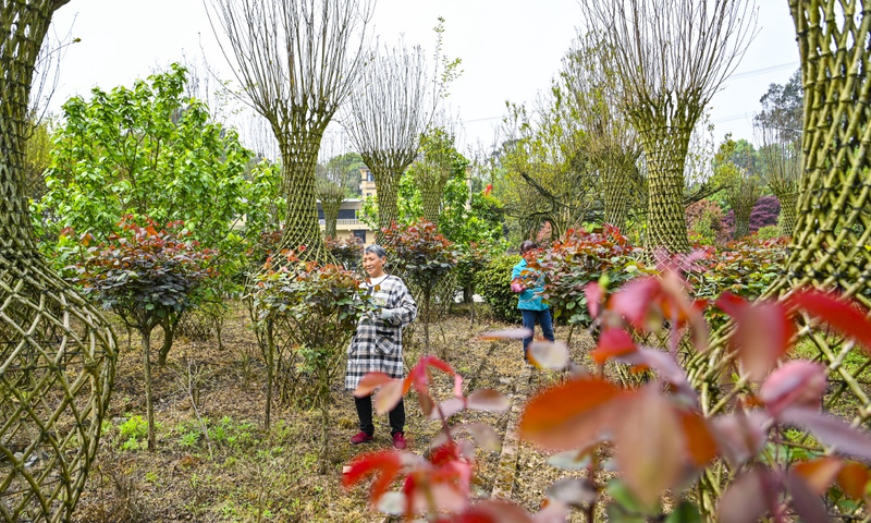 种植高经济价值植物