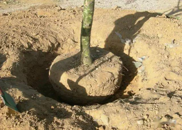 杨树苗冬季种植技术