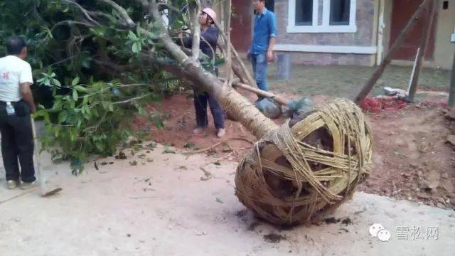 杨树苗冬季种植技术