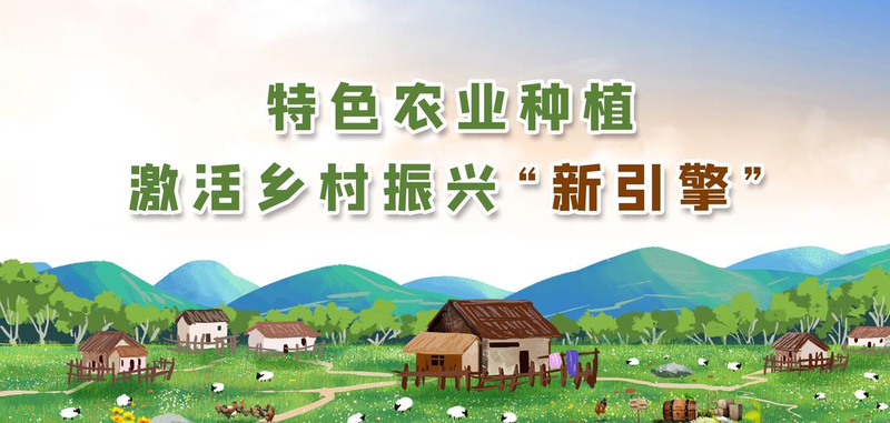 黄瓜露天种植技术