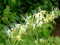 地苦胆种植技术