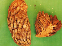 地苦胆种植技术