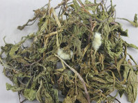 地苦胆种植技术