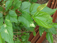 地苦胆种植技术