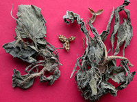 地苦胆种植技术