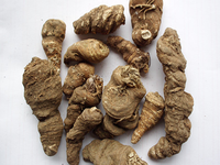 地苦胆种植技术